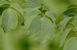 Waxyleaf meadow-rue